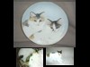 2 cats on 1 decorative plate