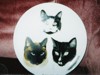 3 cats on 1 decorative plate